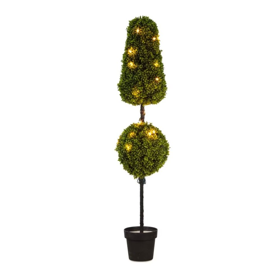 Boxwood Tree