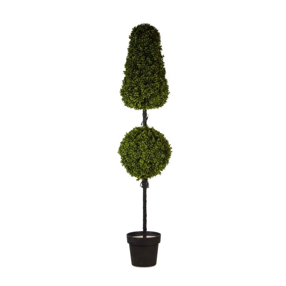 Boxwood Tree